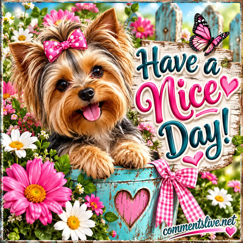 Yorkie Nice Day Image